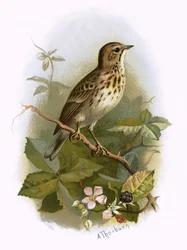 Puu Pipit