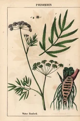 Vesihemlock näyttää lehdet, juurirakenteen ja kukat. Cicuta virosa   , julkaisusta "The Instructive Picturebook, or Lessons from the Vegetable World", [Charlotte Mary Yonge], Edinburgh