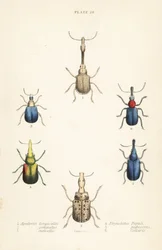 Koirakot: Attelabus longicollis 1, Attelabus gemmatus 2, Attelabus ruficollis 3, Byctiscus populi 4, Rhycnhites pubescens 5 ja Rhynchites collaris 6
