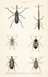 Kärkset: Brentus ancharago 1, Rhina barbirostris 2, Curculio cuviera 3, Eupholus geoffroyi 4, Larinus karhu 5 ja Curculio sphacelatus 6