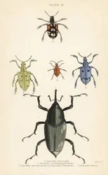 Kärkset ja kovakuoriaiset: Curculio latreillii 1, Curculio sexdecempunctatus 2, Trichaptus mutillarius 3, Pissodes castaneus 4 ja Calandra heros 5