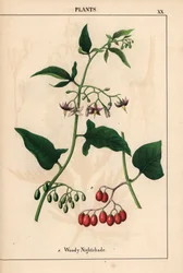 Punakoiso, jossa on violetit kukat ja punaiset marjat, teoksesta ”The Instructive Picturebook, or Lessons from the Vegetable World”, [Charlotte Mary Yonge], Edinburgh