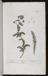 Yarrow, levy 18 Elizabeth Blackwellin teoksesta A Curious Herbal...