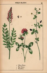 Kelta-apila, punainen apila ja saintfoin tai espressoin  , julkaisusta "The Instructive Picturebook, or Lessons from the Vegetable World", [Charlotte Mary Yonge], Edinburgh
