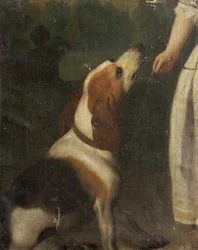 Koira