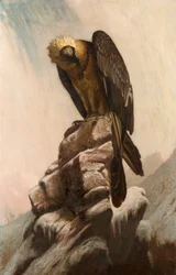 Eagle on Cliff