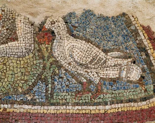 Kyyhkynen. Mosaiikki Efesoksen rinteen taloista, Turkki.
