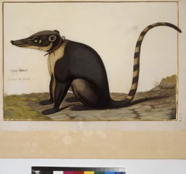 Koko sivu: eläintutkimus, noin 1650-75 (tempera pergamentilla).
