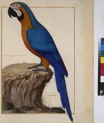 Koko sivu: eläintutkimus, noin 1650-75 (tempera pergamentilla).