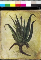 Koko sivu: kukkakuvitus: aloe