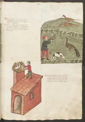 Koko sivu: teksti ja pienoiskuvat: "Pavone" (miniatyyri).