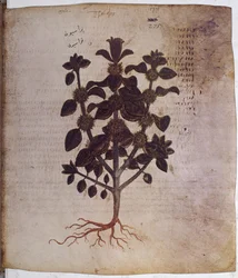 foll. 12v-387r "Dioscorides Herbarium": koko sivu: pienoiskuva, jossa merkintöjä: Marrubium vulgare (pienoiskuva).