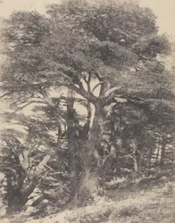 Groupe de Cèdres de Mt. Liban / [Seetripuuryhmä, Libanonvuori]