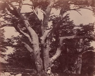 Libanon-vuori. Yhden Salomon setripuun runko, 1850-53.
