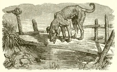 Koira ja hänen varjonsa