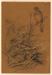 Laulu Sparrow