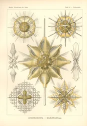 Acanthometra - Stachelstrahlinge, Pl.21 teoksesta "Kunstformen der Natur", kaiverrus Adolf Giltsch, julkaistu 1904 (värilitho)