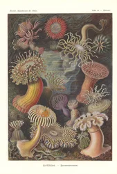 Actiniae - Merivuokko, Pl.49, teoksesta "The Art of Nature", kaiverrus Adolf Giltsch, julkaistu 1904 (väri litho)