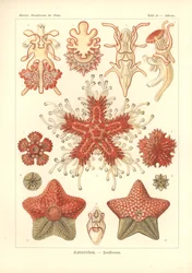 Asteridea - Sea Star, Pl.40. 