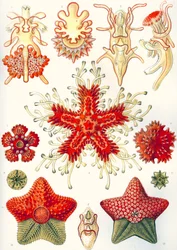 Asteridea "Luonnon taidemuodot"