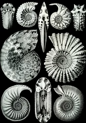 Kuva Ammonitidasta "Art Forms of Nature" 1904 (litho)