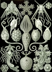 Kuva Amphorideasta "Art Forms of Nature" 1904 (litho)
