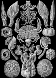Kuvitus Cirripediasta "Art Forms of Nature" 1904 (litho)