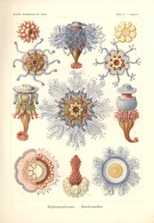 Siphonophorae - Jelly Fish, "Kunstformen der Naturista", kaiverrus Adolf Giltsch, julkaistu 1904 (väri litho)