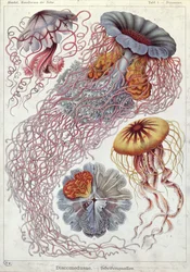Meduusoja teoksesta "Kunstformen der Natur"