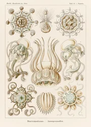 Levy 16 Pegantha Narcomedusae julkaisusta "Kunstformen der Natur" (Taidemuodot luonnossa), kuvittanut Ernst Haeckel (1834-1919)