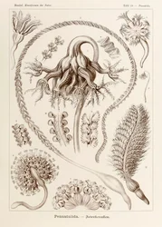 Levy 19 Pennatula Pennatulida kirjasta "Kunstformen der Natur" (Taidemuodot luonnossa), kuvittanut Ernst Haeckel (1834-1919)