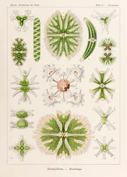 Levy 24 Staurastrum Desmidiea julkaisusta "Kunstformen der Natur" (Taidemuodot luonnossa), kuvittanut Ernst Haeckel (1834-1919)