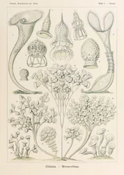 Levy 3 Stentor Ciliata julkaisusta "Kunstformen der Natur" (Taidemuodot luonnossa), kuvittanut Ernst Haeckel (1834-1919)