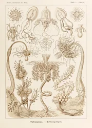 Levy 6 Tubuletta Tubulariae "Kunstformen der Naturista" (Taidemuodot luonnossa), kuvittanut Ernst Haeckel (1834-1919)
