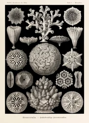 Taulu 9, Maeandrina Hexacoralla, teoksesta "Luonnon taidemuodot", kuvittanut Ernst Haeckel (1834-1919)
