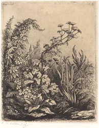 La petite berle aux liserons Small Water-palsternak with Bindweed, julkaistu 1849.