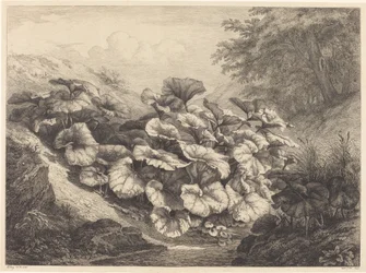 Suuri cotsfoot