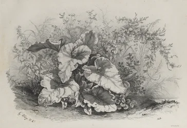 Kasvitutkimus erilaisten kasvien ryhmästä, jotka on piirretty ja litografoitu luonnon mukaan..., 1848.