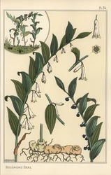Kasvitieteellinen kuva Salomonin sinetistä, Polygonatum multiflorum