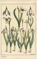 Kasvitieteellinen kuva lumikellosta, Galanthus nivalis