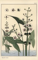 Kasvitieteellinen kuva nuolenpäästä, Sagittaria sagittifolia