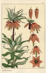 Kasvitieteellinen kuva kruunun keisarillinen kukka, Fritillaria imperialis