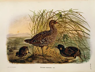 Kuvitus Eugenio Bettonin teoksesta "Lombardiassa pesivien lintujen luonnonhistoria", joka edustaa Spotted Crake Porzana porzanaa, kirjoittaja Oscar Dressler