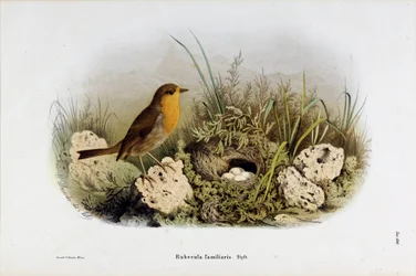 Punaisen rotkon (Rubecula familiaris) esitys (kromolitografia