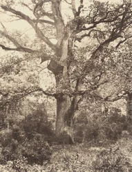 Lähellä Bodmeria, 1860-luku.