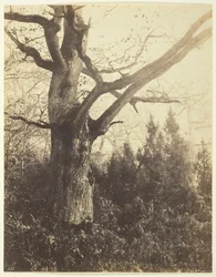 Nimetön [puu], n. 1860.