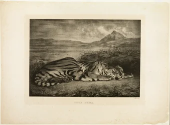 Bengalin tiikeri