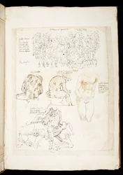 Ms 701 fl.34v, piirustus sisältäen näkymän Spinarioon takaapäin, 1400-luvun loppu (kynä ja muste paperille)