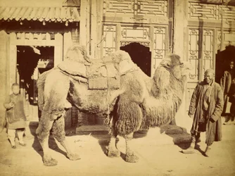 Kaksikyttyräinen kameli ohjaajineen, noin 1860