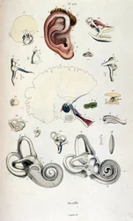 F. E. Guerinin anatominen kuvitus. Kohdasta Dictionnaire pittoresque d